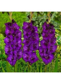 Гладіолус Purple Flora (Пепл Флора) 8/10 (60шт) (Яскрава) фіолетовий
