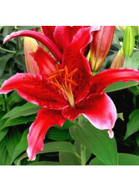 Лілія Яскрава тигрова 12/14 Ред Флаш, насичено червона (10шт/ящ)