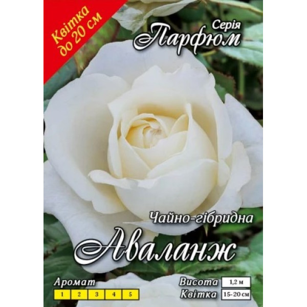 Троянда Яскрава Ч/Г клас АА ПРЕМІУМ Аваланж, біла (6шт/ящ) 66735 фото 1