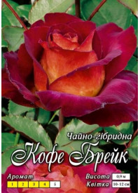 Троянда Яскрава Ч/Г клас АА ПРЕМІУМ Кава Брейк, теракотовий відтінок (6шт/ящ)