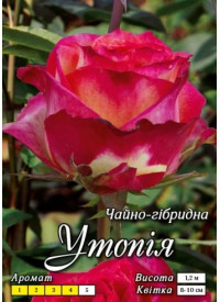 Троянда Яскрава Ч/Г клас  АА ПРЕМІУМ Утопія (6 шт)