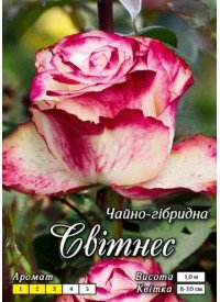 Троянда Яскрава Ч/Г клас АА ПРЕМІУМ Світнес, біла з черв. обід. (6шт/ящ) 8769 фото