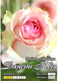 Троянда Яскрава Ч/Г класс АА ПРЕМИУМ Дансінг Квін біло-рожева (6шт/ящ) 66736 фото