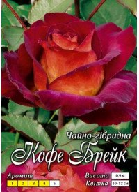 Троянда Яскрава Ч/Г клас АА ПРЕМІУМ Кава Брейк, теракотовий відтінок (6шт/ящ) 66739 фото
