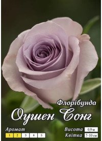 Троянда Яскрава Ч/Г клас АА ПРЕМІУМ Оушен Сонг, світло-лілова (6шт/ящ) 66741 фото