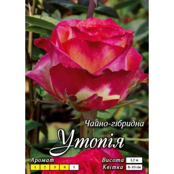 Троянда Яскрава Ч/Г клас  АА ПРЕМІУМ Утопія (6 шт) 66749 фото 1
