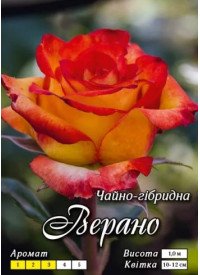 Троянда Яскрава Ч/Г клас АА ПРЕМІУМ Верано, оранжева (6 шт/ящ) 66798 фото