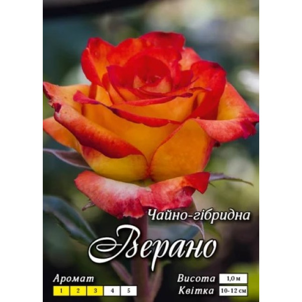 Троянда Яскрава Ч/Г клас АА ПРЕМІУМ Верано, оранжева (6 шт/ящ) 66798 фото 1