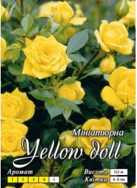 Троянда Яскрава бордюрна АА - преміум Жовта лялька, жовта (6 шт/ящ) 66800 фото