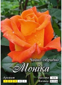 Троянда Яскрава Ч/Г клас АА ПРЕМІУМ Моніка, оранжева (6 шт/ящ) Троянда Яскрава Ч/Г клас АА ПРЕМІУМ Моніка, оранжева (6 шт/ящ)
