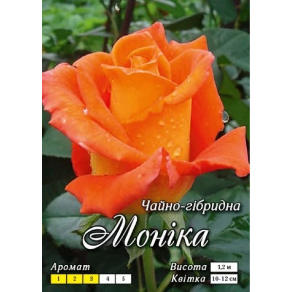 Троянда Яскрава Ч/Г клас АА ПРЕМІУМ Моніка, оранжева (6 шт/ящ) 66802 фото 1