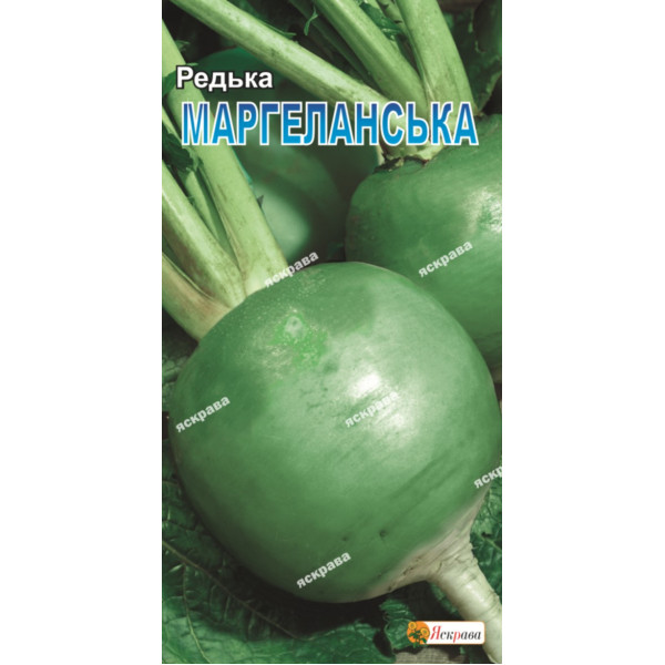 Редька Маргеланская 2г (зелена) 4768 фото 1