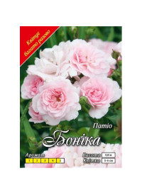 Троянда Боніка патіо клас  АА ПРЕМІУМ (6 шт)