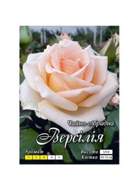 Троянда ч/г Версилія клас АА ПРЕМІУМ (6 шт) Яскрава Троянда ч/г Версилія клас АА ПРЕМІУМ (6 шт) Яскрава