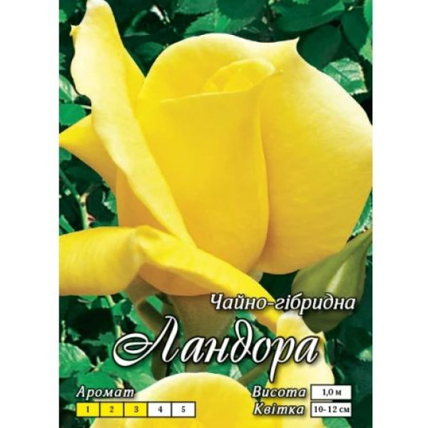 Троянда жовта чайно-гібридна Ландора 8779 фото 1