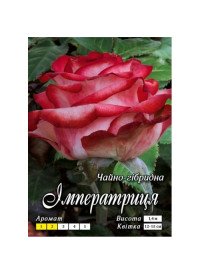 Троянда ч/г Імператриця клас АА ПРЕМІУМ (6шт) Троянда ч/г Імператриця клас АА ПРЕМІУМ (6шт)