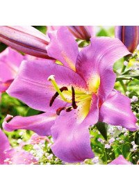 Лілія Purple Lady о/т гібрид Гігант 12/14 10шт