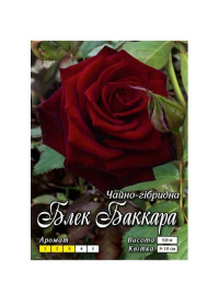 Троянда ч/г Блек Баккара клас АА ПРЕМІУМ (6шт) "Яскрава" Троянда ч/г Блек Баккара клас АА ПРЕМІУМ (6шт) "Яскрава"