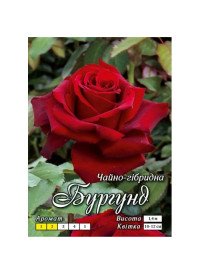 Роза ч/г Бургунд клас АА (6шт/ящ)