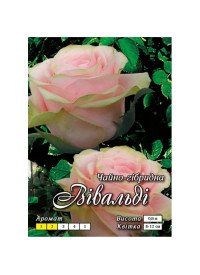 Троянда ч/г Вівальді клас АА ПРЕМІУМ (6шт) "Яскрава" Троянда ч/г Вівальді клас АА ПРЕМІУМ (6шт) "Яскрава"