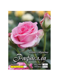 Троянда ч/г Рафаелла клас АА ПРЕМІУМ (6шт) . "Яскрава"