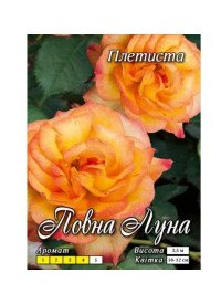 Повний місяць витка клас А-етикетка (8шт.) помаранчева