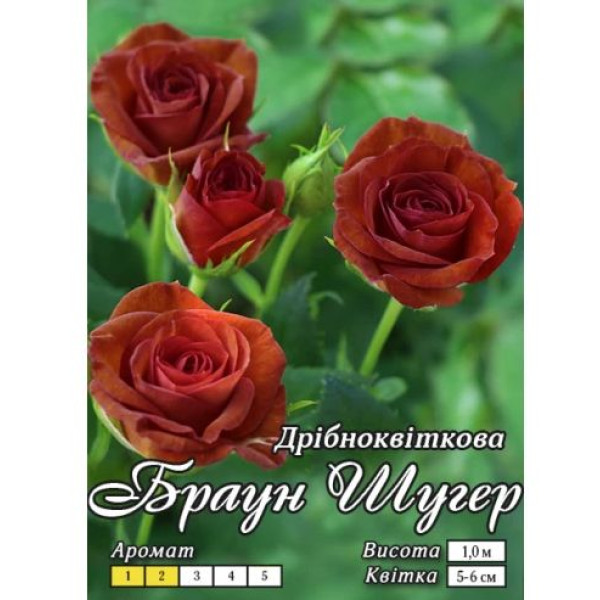 Троянда Браун Шугер дрібноквіткова клас  АА - ПРЕМІУМ (6 шт) 74145 фото 1