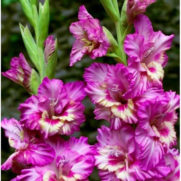 Гладіолус Vuvuzela Frizzle 10/12 (60шт) 5795 фото 1