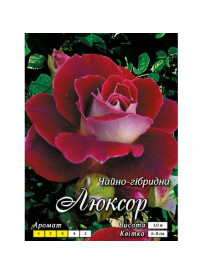 Троянда Ч/Г клас АА ПРЕМІУМ (6шт) Люксор "Яскрава" Троянда Ч/Г клас АА ПРЕМІУМ (6шт) Люксор "Яскрава"