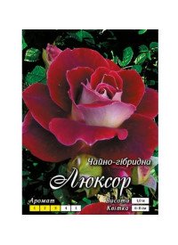 Троянда Ч/Г клас АА ПРЕМІУМ (6шт) Люксор "Яскрава" Троянда Ч/Г клас АА ПРЕМІУМ (6шт) Люксор "Яскрава"