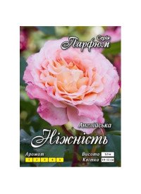 Троянда англ. густомахр.Ніжність клас АА ПРЕМІУМ (6шт)  "Яскрава"