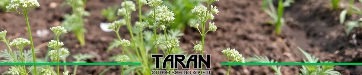 Насіння кропу гуртом (оптом)
