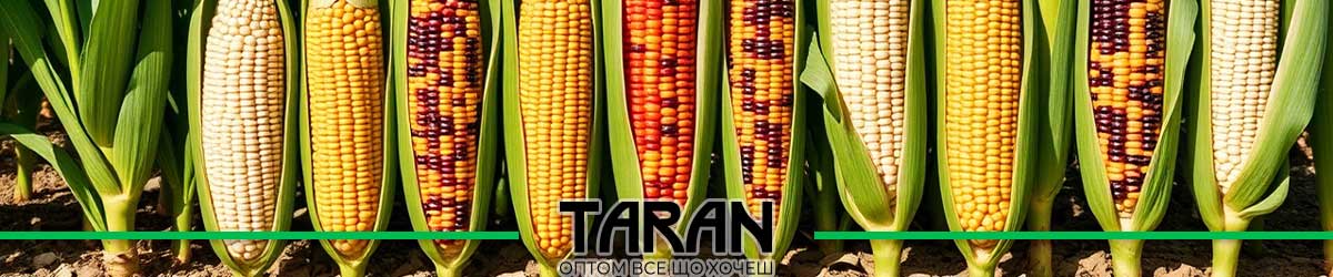 Купити насіння кукурудзи