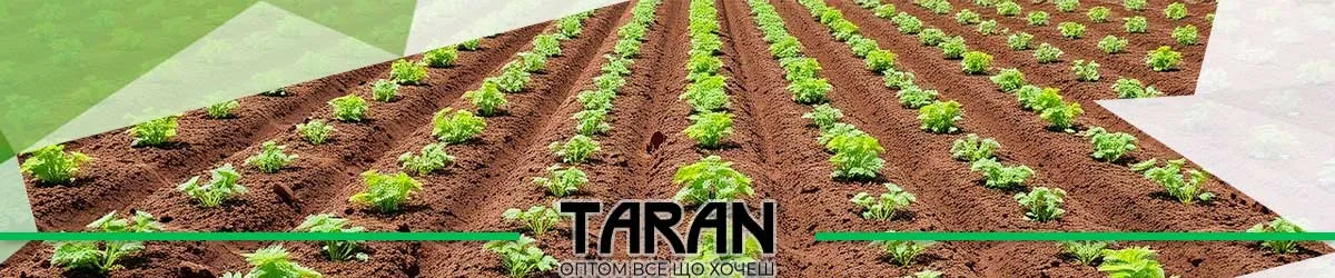 Насіння моркви