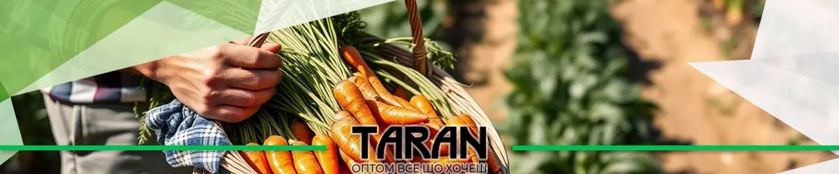 Насіння моркви гуртом (оптом)