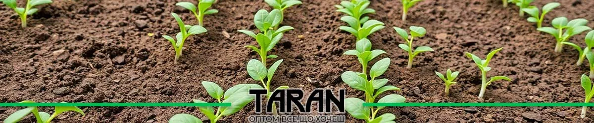 Купити насіння руколи